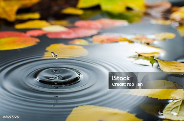 Rainy Day Stock Photo - Download Image Now - Autumn, Water, Leaf