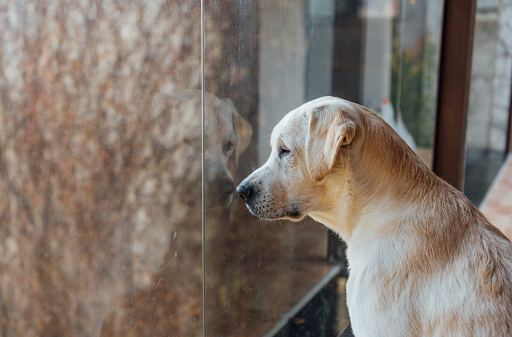 Sad golden Labrador puppy looking out the window of a house waiting for his owners. Animal abandonment