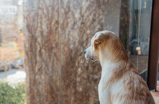 Golden labrador puppy looking out the window of a house. Side view