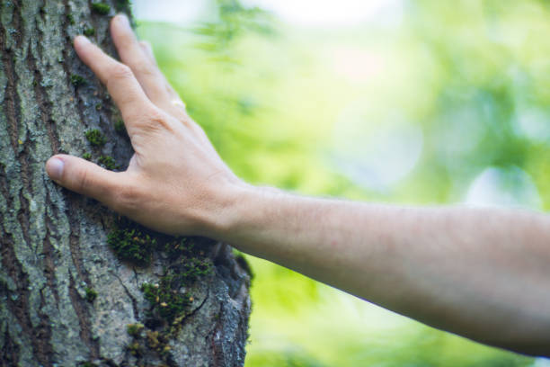 istock A man's hand touch the tree trunk close-up. Bark wood. Caring for the environment. The ecology concept of saving the world and love nature by human 1839982402