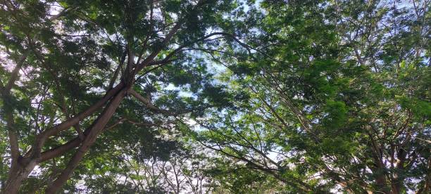 istock a shady tree in the forest with very dense leaves 1839992377