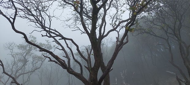 Creepy tree branches in foggy forest