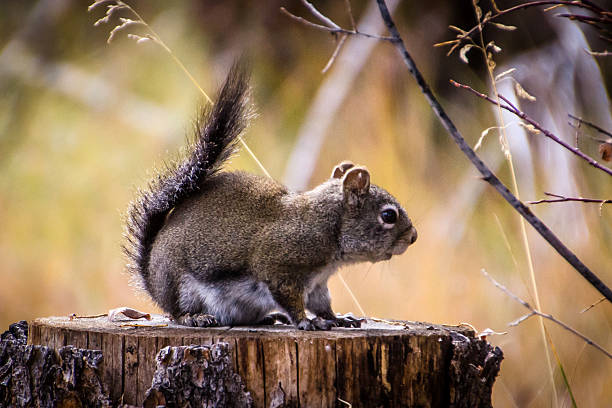 Squirrel stock photo