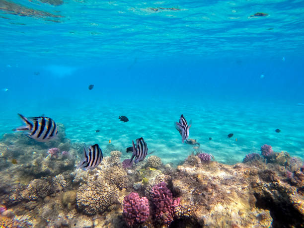 istock Scissortail Sergeant (Abudefduf sexfasciatus) at the Red Sea coral reef. 1840011585