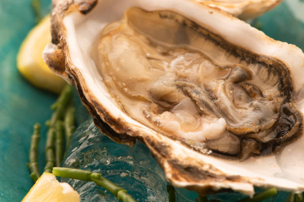 Fresh oyster with Marsh Samphire Fresh oyster with Marsh Samphire salicornia europaea stock pictures, royalty-free photos & images