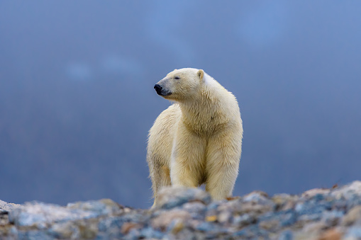 a Polar Bear walks across the ice pack near the north pole
