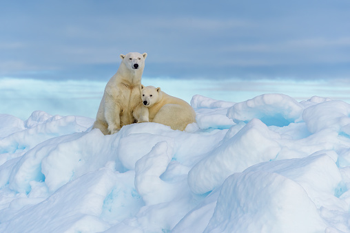 Polar Bear mother and daughter, Svalbard, Norway