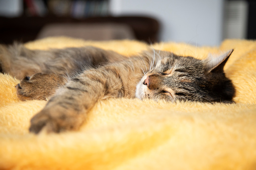 A cute kitten is sleeping on a yellow blanket