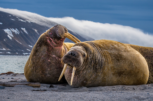 Walrus, Seven Islands, Svalbard