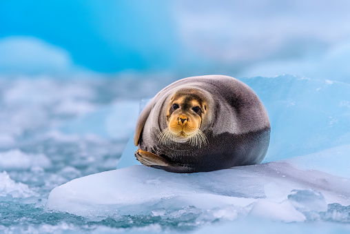 Bearded Seal, Longyearbyen, Spitsbergen, Norway