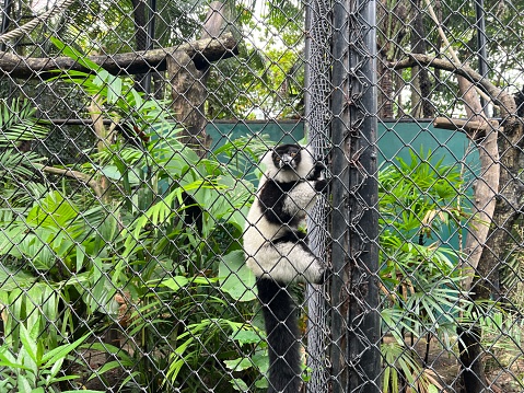 Lemur