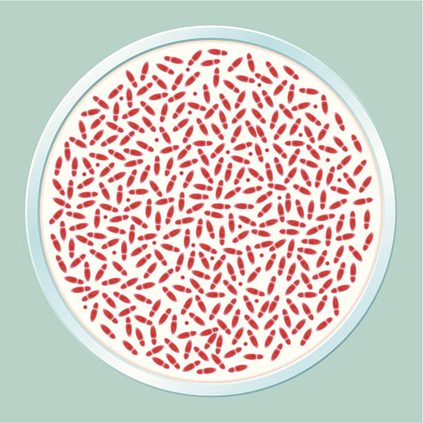 ilustrações, clipart, desenhos animados e ícones de bactéria pathogenic cultura - staphylococcus aureus resistente à meticilina