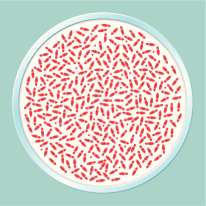 Petri Dish with Red Bacteria.