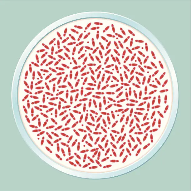 Vector illustration of Pathogenic Bacteria Culture