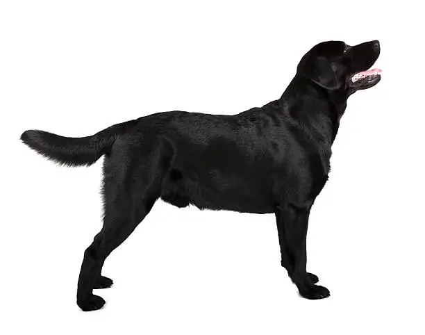 black labrador retriever isolated on white background