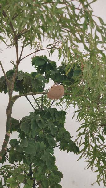 Clay wasp house built on the leaf of a happiness tree stock photo