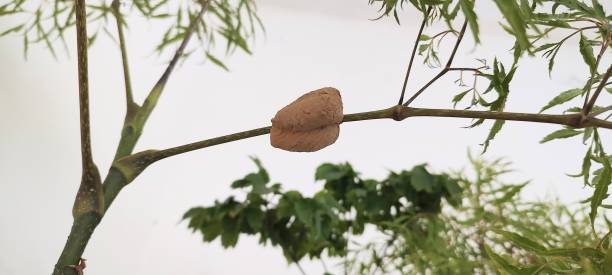 Clay wasp house built on the leaf of a happiness tree stock photo
