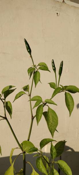 still green chili pepper plant on white background with space for text stock photo