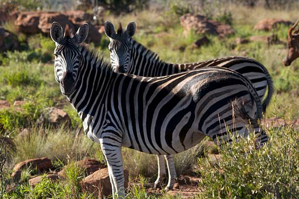 Zebra stock photo