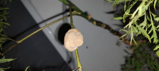 Clay wasp house built on the leaf of a happiness tree stock photo