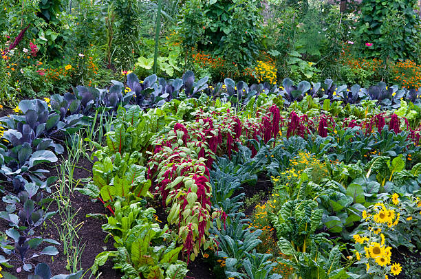 istock Vegetable Garden with flowers 184004858