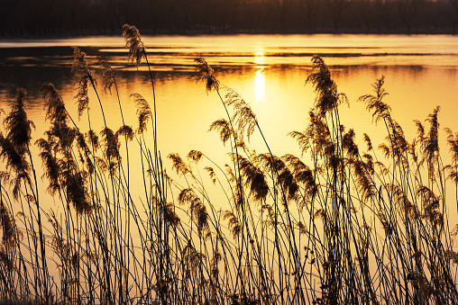 The reeds under the sunset
