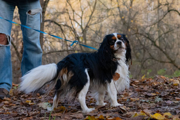 istock Dog cavalier king charles spaniel, portrait 1840062203