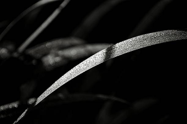 лист лезвие - long leaf grass blade of grass стоковые фото и изображения