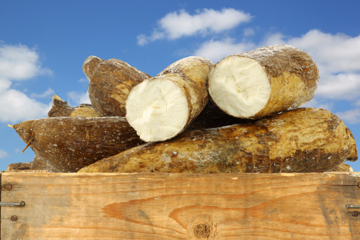 cassava root and some pieces in a wooden crate against a blue sky with clouds