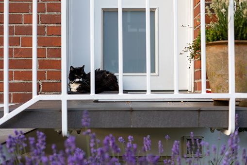 A black and white cat perched on a window sill, looking aside