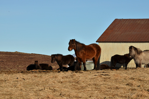 Icelandic horses. Icelandic animals.