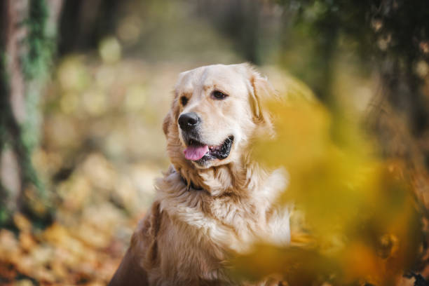 istock Cute  Golden Retriever Dog In Fall Leaves 1840083906