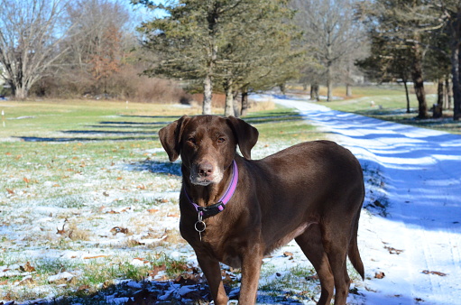 An adorable large brown Labrador Retriever\ndog on a snow-covered path in a tranquil park