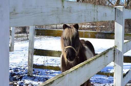 A majestic brown and white spotted horse in a picturesque snow-covered landscape behind a fence