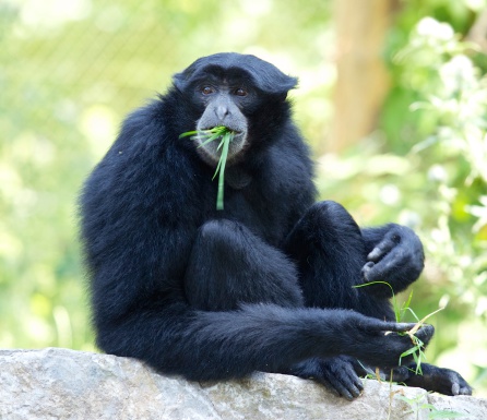 Siamang Gibbon Eating Grass