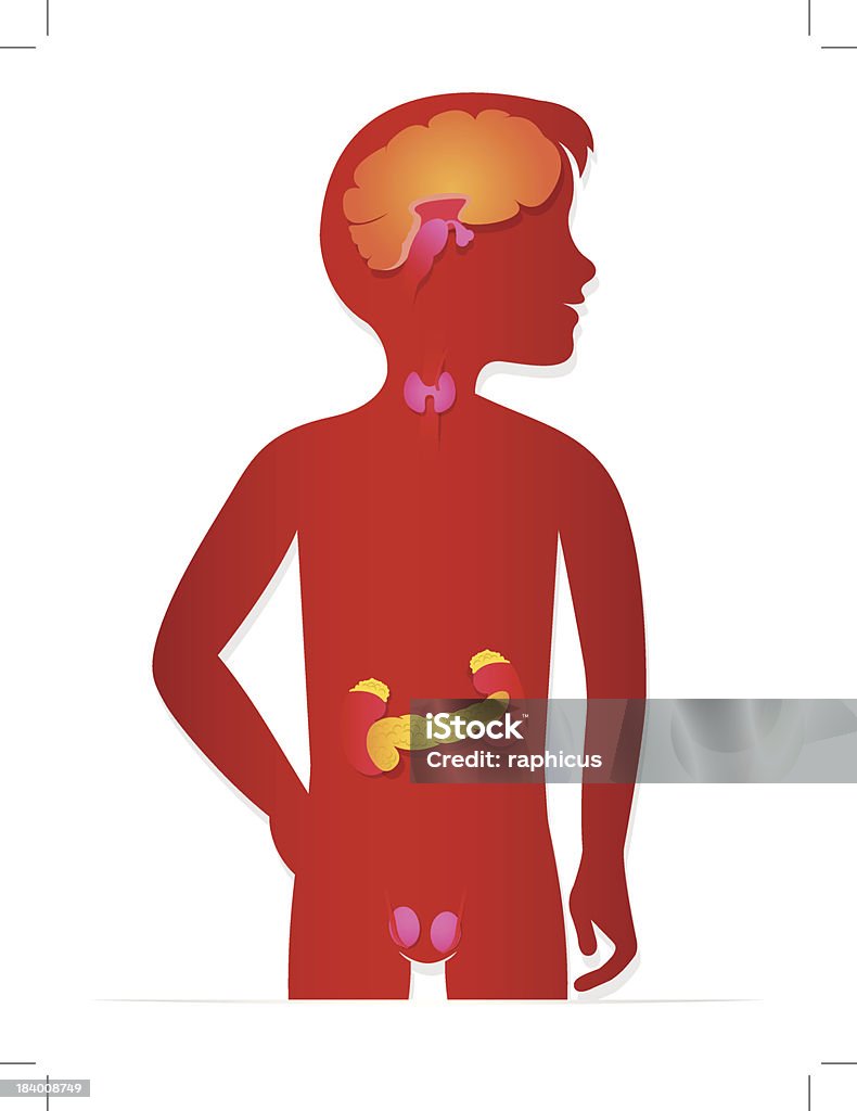 Sistema endocrino - arte vectorial de Niño libre de derechos