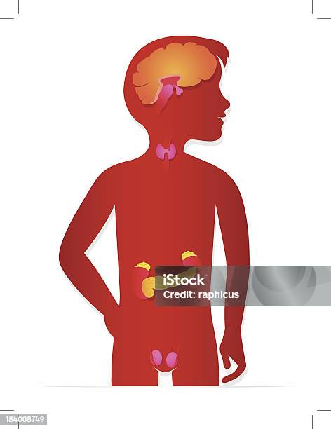 Sistema Endocrino - Immagini vettoriali stock e altre immagini di Bambino - Bambino, Sistema endocrino, Tiroide