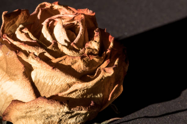 istock Closeup of withered rose petals 1840094450