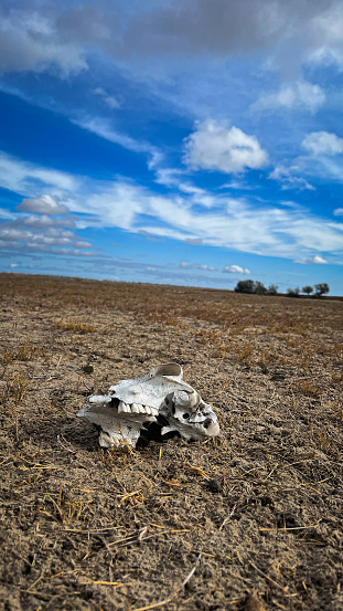 A horse skull in an arid, barren field illuminated by a vivid blue sky