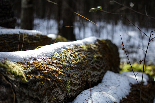A large, rustic log resting on a snowy landscape, with tall trees in the background