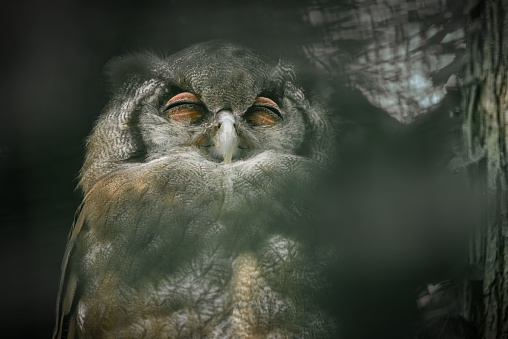A wise looking owl peeks out from behind a cluster of tree branches