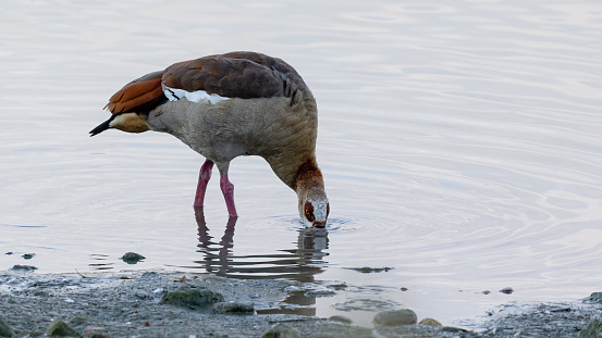Early autumn morning side view close-up of a single Egyptian goose (Alopochen aegyptiaca) standing at a lakeshore bending over with its beak under water, looking at the camera