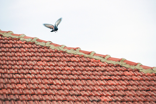 The pigeon standing on the roof starts to take off and fly, a pigeon flying and flapping its wings