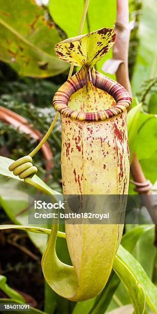 Foto de Nepenthes e mais fotos de stock de Animais caçando - Animais caçando, Botânica - Assunto, Comida