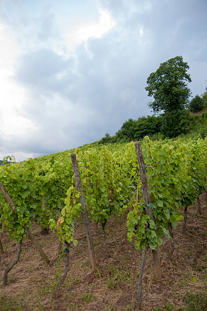 istock Alsace landscape and vinewyard 184011335
