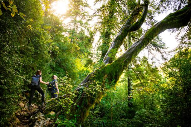 istock Hikers on a Sunlit Path Through a Mossy Forest in Southern Albania 1840114356