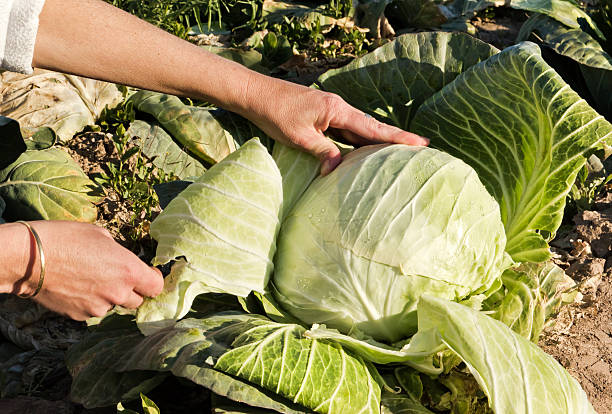 Cabbage Professional control of the cultive of cabbage, ready to harvest. Mendoza, Argentina. white cabbage stock pictures, royalty-free photos & images