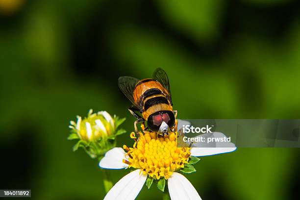 Makro Z Pszczoła Na Kwiat - zdjęcia stockowe i więcej obrazów Dorosły - Dorosły, Dzikie zwierzęta, Fotografika