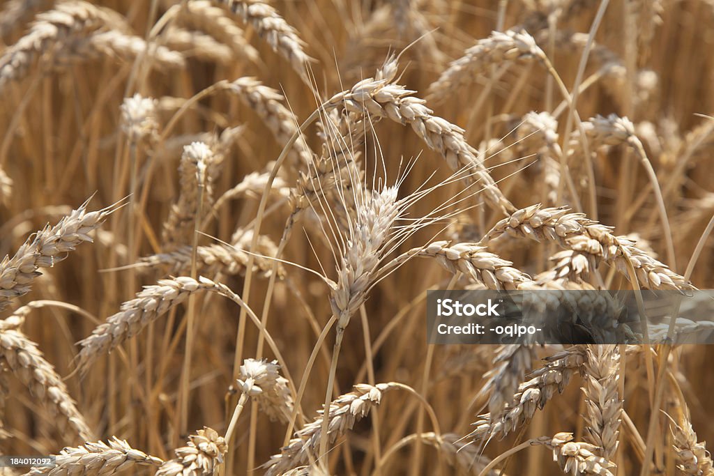 Пшеница крупным планом на природе - Стоковые фото Время года роялти-фри