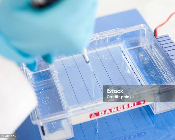 Electroforesis Foto de stock y más banco de imágenes de ADN - ADN, Asistencia sanitaria y medicina, Biología